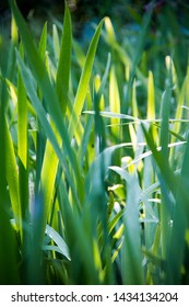 Sunlight On Grass In Highland Park Rochester New York