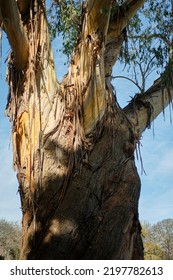 Sunlight On A Tree Trunk With Peeling Bark