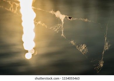 Sunlight on the web during the sunset at the lake