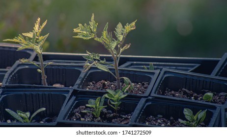 sunlight on young tomato plant seedling in row in black plastic pot with back lit leaves and stems during spring