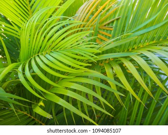 Sunlight palm tree leaves. Selective focus