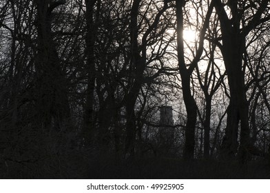 Sunlight passing between the trees. 