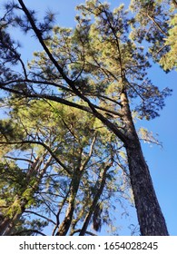 Sunlight passing through branches on the pine forest path in northern Thailand