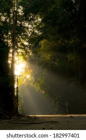 A sunlight is passing through the forest down to the road.