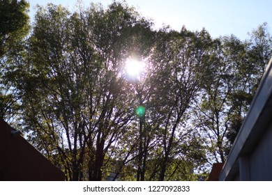 Sunlight passing through tree branches between two buildings