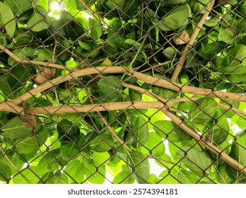 Sunlight peeks through a dense network of green leaves and branches intertwined with a chain-link fence, creating an abstract natural pattern