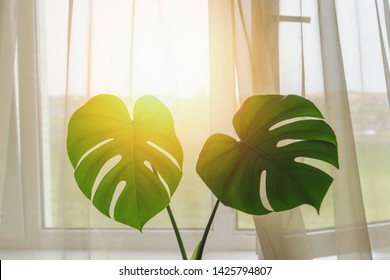 sunlight penetrates into bedroom through open window, fresh wind blows transparent curtain and large green leaves of monstera flower, airing and cooling room in summer without using air conditioner
