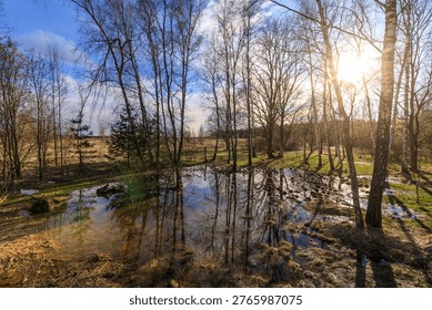 Sunlight pierces through bare tree branches. Still pond reflects sky and trunks in golden light