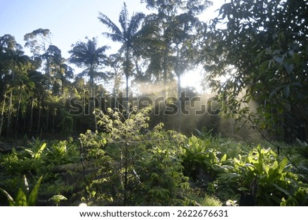 Sunlight pierces through the dense canopy of a lush tropical forest, casting beautiful rays of light that filter between tall trees.