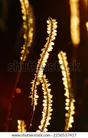 Sunlight radiating through a translucent plant