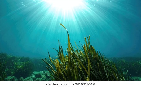 Sunlight rays pierce the clear blue ocean water, illuminating vibrant green seagrass swaying gently below the surface.
