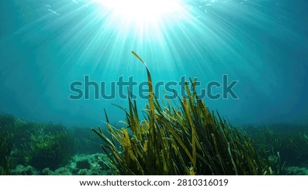 Sunlight rays pierce the clear blue ocean water, illuminating vibrant green seagrass swaying gently below the surface.