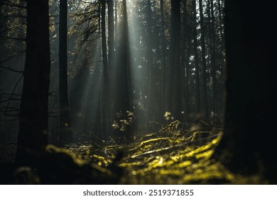 Sunlight Rays Piercing Through Dense Forest Canopy – A Magical Woodland Scene - Powered by Shutterstock