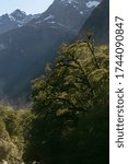Sunlight rays pour through trees in a rainforest at , fiordland National Park, New Zealand