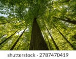 Sunlight rays shining through green forest trees along a peaceful woodland path