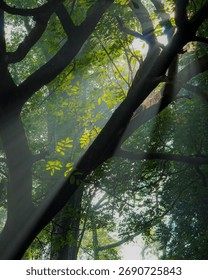 Sunlight rays shining through green forest leaves in a peaceful tropical woodland