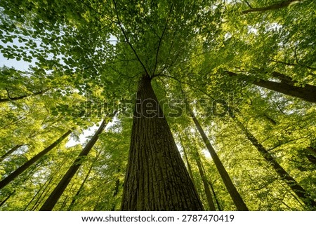 Sunlight rays shining through green forest trees along a peaceful woodland path
