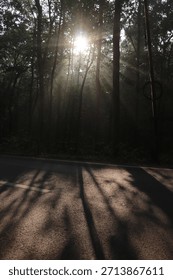 Sunlight rays streaming through a dense forest creating a mystical and peaceful atmosphere, with tall trees casting long shadows near a quiet road, nature background.