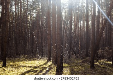 Sunlight rays streaming through tall pine trees in a deep forest, creating long shadows on the grassy woodland floor during a bright spring day in the wild nature atmosphere