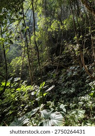 Sunlight Rays Through Dense Tropical Rainforest Jungle Vegetation
