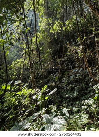 Sunlight Rays Through Dense Tropical Rainforest Jungle Vegetation
