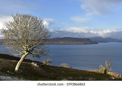 Sunlight reflects on the bark of a white tree on the shore of the Isle of Skye. A perfect example of the rules of thirds in photography. In the background, we see low clouds on the horizon
