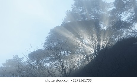 The sunlight running through the gap of trees and rocks in the foggy day