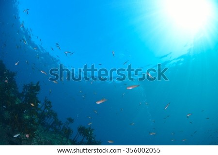 sunlight and seawed