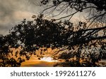 Sunlight from a setting sun coming through the branches