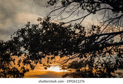 Sunlight from a setting sun coming through the branches