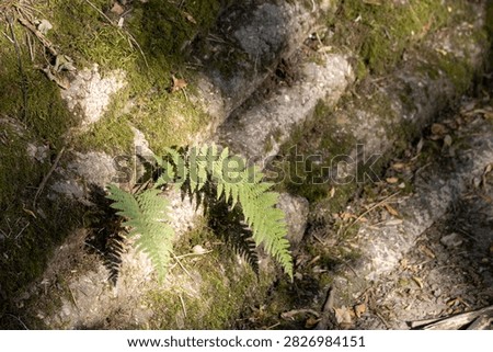 sunlight and shadow on wild flower fern foliage at Knapp Copse Local Nature Reserve, Seaton, Devon, UK