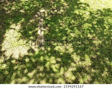 sunlight and shadows on the grass