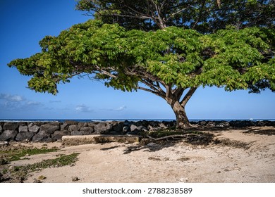Sunlight and Shadows on a Monkey Pod Tree in Hawaii.
