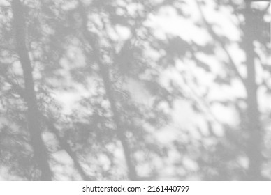 Sunlight and shadows on the wall from the branches of trees - Shutterstock ID 2161440799
