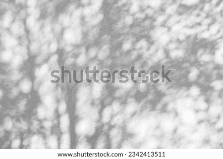 Sunlight and shadows on the wall from the branches of trees