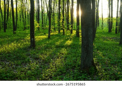 Sunlight and shadows in the spring forest, eastern Poland
