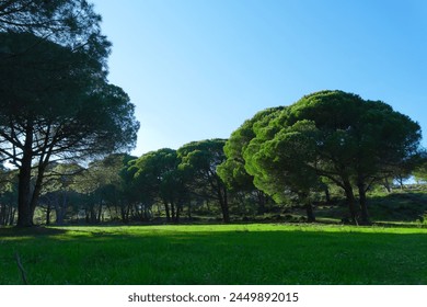 Sunlight and Shadows in the Verdant Forest: Cloud-Like Trees