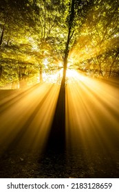 Sunlight shines on the golden morning forest, - Shutterstock ID 2183128659