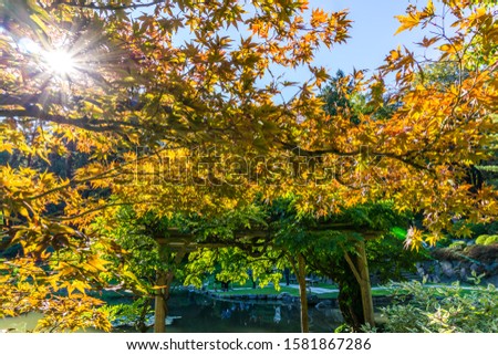 Similar – Sonnenlicht, das durch einen Baum am Meer scheint.