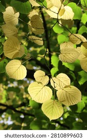 Sunlight shines through translucent pale yellow linden leaves on a dark branch, glowing against a lush green tree canopy at the turn of summer to autumn.