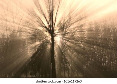 sunlight shines through the trees