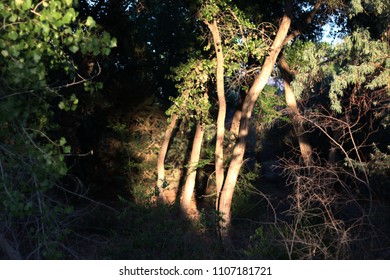 Sunlight Shining Into Trees