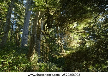 Sunlight shining in thin stripes through the trees of a dense pine woodland on a clear day, with stark shadows cutting across a rich green temperate rain forest landscape. 