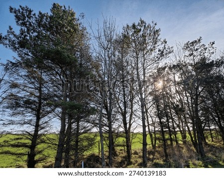 Sunlight shining through back lit Scots pine trees with a blue sky