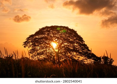 Sunlight shining through the branches of a large tree during a beautiful golden sunset, surrounded by tall grass in a peaceful countryside landscape. A warm tropical evening scene with dramatic natural lighting.
