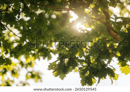 Sunlight shining through dense green oak leaves, creating a warm glow and soft lens flare in a peaceful natural setting. Includes copy space.