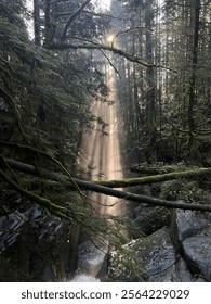 Sunlight Shining Through The Forest