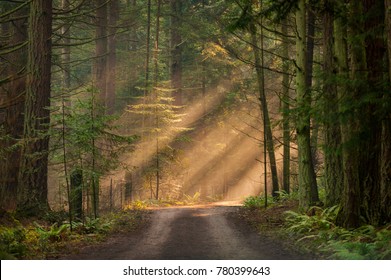 Sunlight Shining Through a Forest on a Foggy Morning. Light rays streaming through the fog illuminates the fir and cedar trees on a country dirt road.