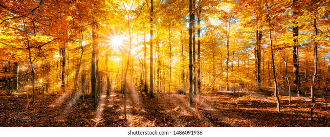 Sunlight is shining through the golden foliage in the autumn forest