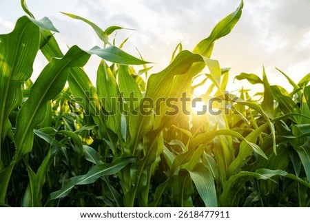 Sunlight shining through green corn leaves in summer field